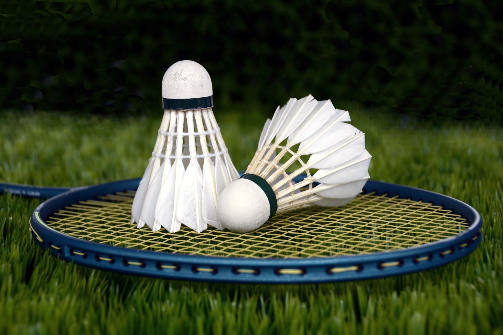 Shuttlecocks on a badminton racket